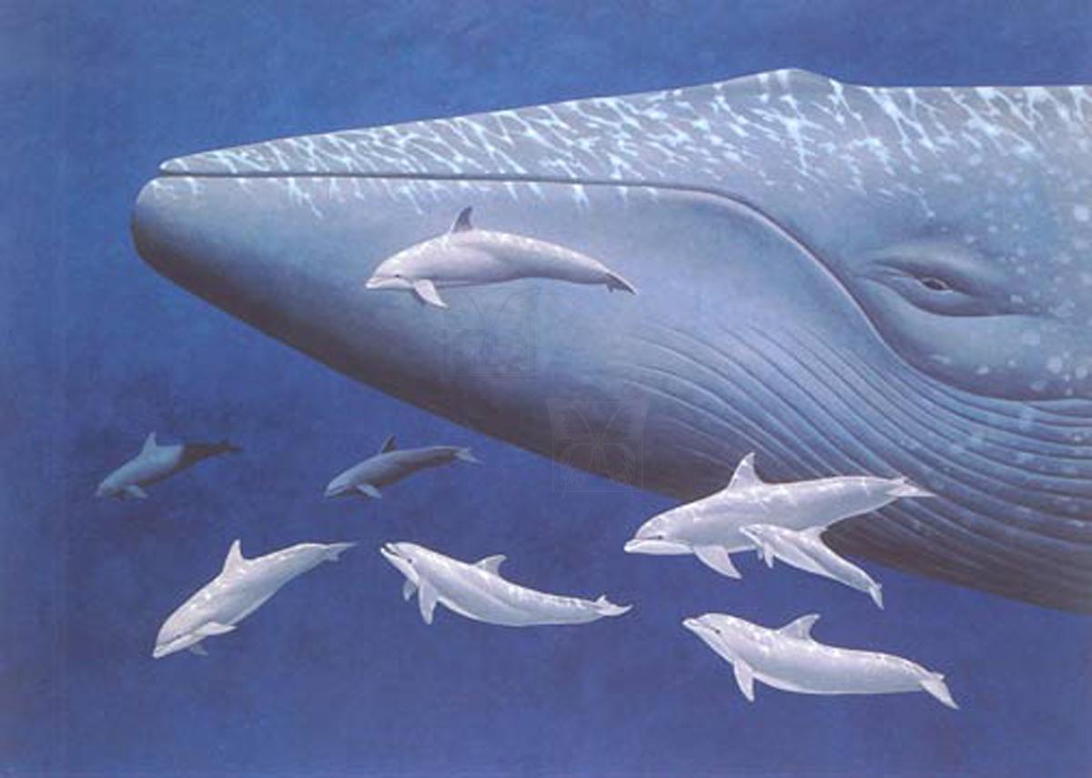Cetaceans
