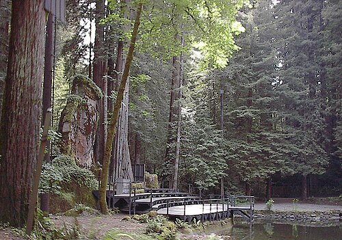 Bohemian Grove Owl