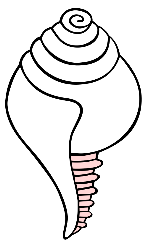 Conch Shell